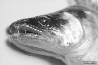 KREV A KRVINKY Na rozdíl od savců mají krvinky ryb jádro Velikost jádra lze použít pro hrubé