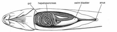 Neuromasty jednotlivě vkůži na povrchu těla, v kanálcích pod