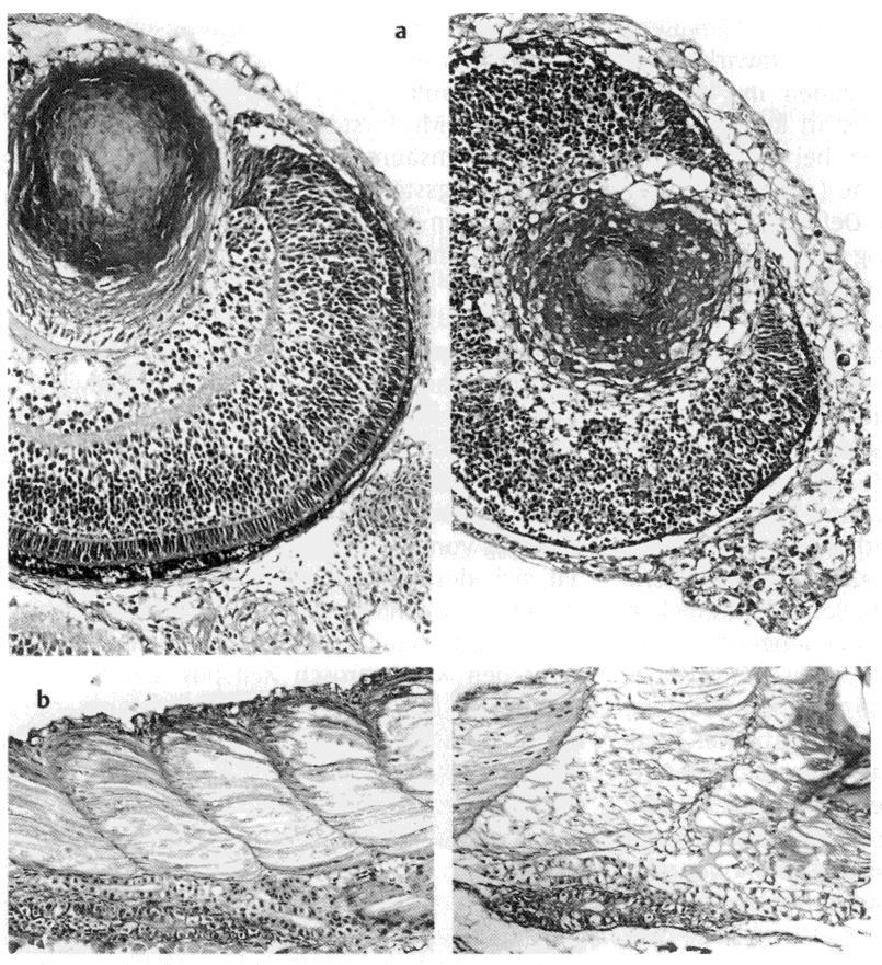 Chronické vlivy na tkáně a orgány Histopatologie - výzkum poškození buněk a orgánů, - výzkum mechanizmu působení oči, kůže, svaly, ledviny, atd.