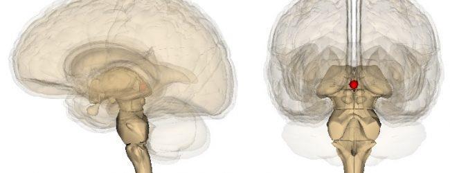 šišinka mozková (epifýza, corpus pineale, pineal gland) třetí oko? Nepárový orgán Součást mezimozku (konkr. Epithalamu) Endokrynní ž. (vnitřní sekrece) melatonin (spánek, bdění, pohl.