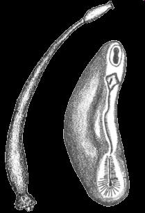 charakteristika Mollusca Aplacophora Aplacophora červovci červovití tvorové bez schránky, bez nohy s měkkým pláštěm pokrývajícím většinu těla (někdy na břišní straně srůstajícím) vyztužený