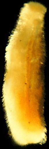 charakteristika Aplacophora Solenogastres Solenogastres rýhonožky drobní (mm, výjimečně 30 cm),