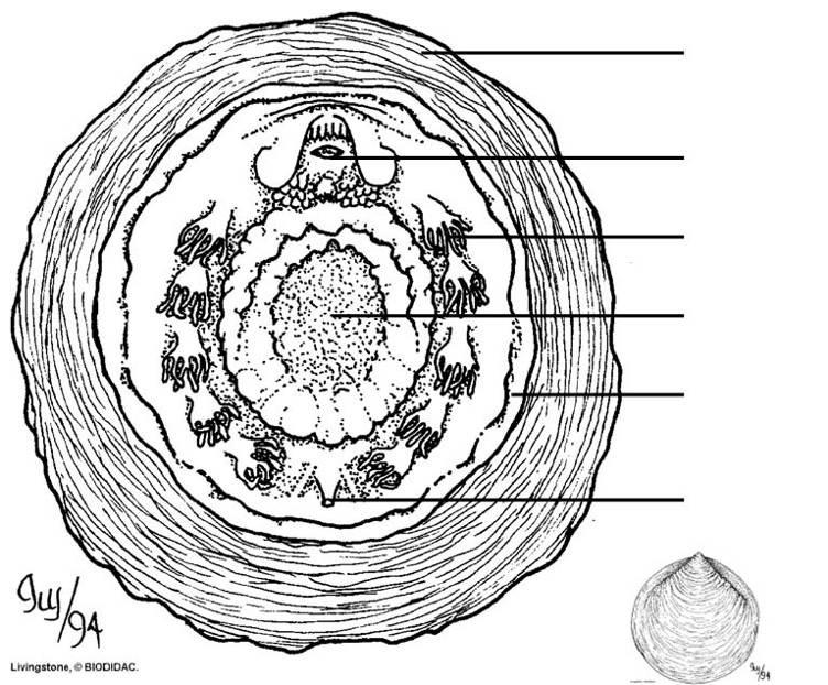 charakteristika a zástupce Mollusca Tryblidia Tryblidia přílipkovci mořští hlubinní, jen 11 recentních