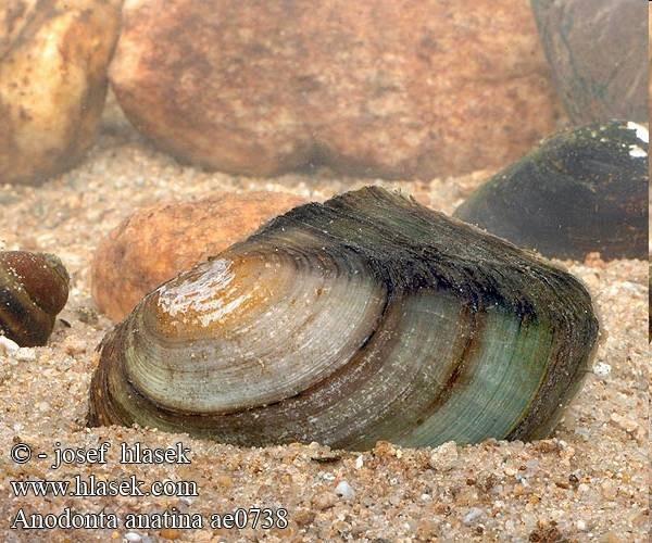 naši zástupci Bivalvia Eulamellibranchia Eulamellibranchia listožábří Margaritifera