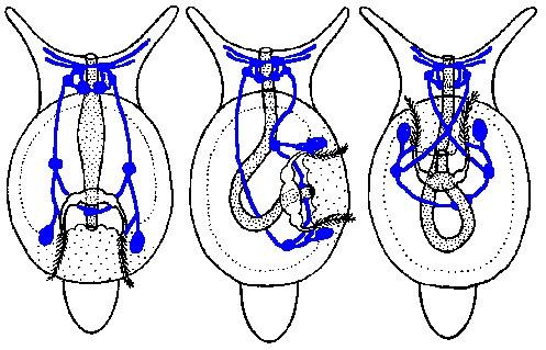 charakteristika Mollusca Gastropoda Gastropoda plži cca 80 000 druhů mořští, sladkovodní, suchozemští mají 1 hřbetní schránku, původně opatřenou víčkem u plžů se ze schránky stal nejprve