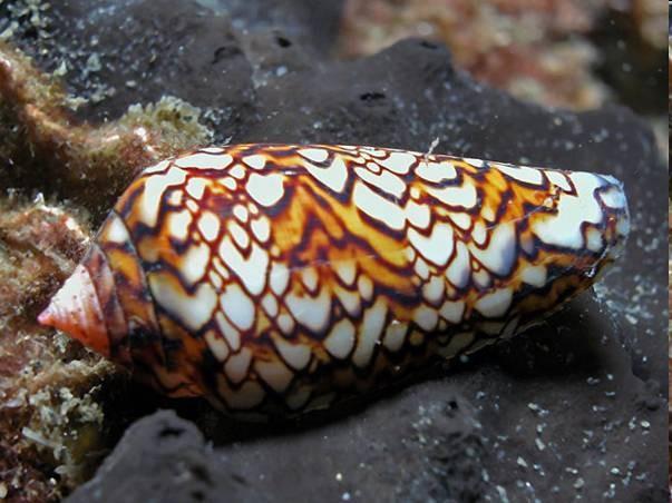 charakteristika Mollusca Gastropoda Gastropoda plži jednotlivé soustavy shodné s charakteristikou skupiny Mollusca TS: radula