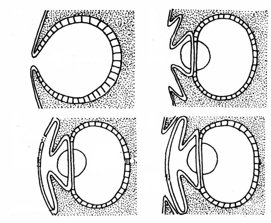 NS, stavba oka Mollusca Cephalopoda Cephalopoda hlavonožci NS: koncentrace v mozkovém centru SS: vznik vchlípených očí, původně otevřených a bez čoček Nautilus sp.