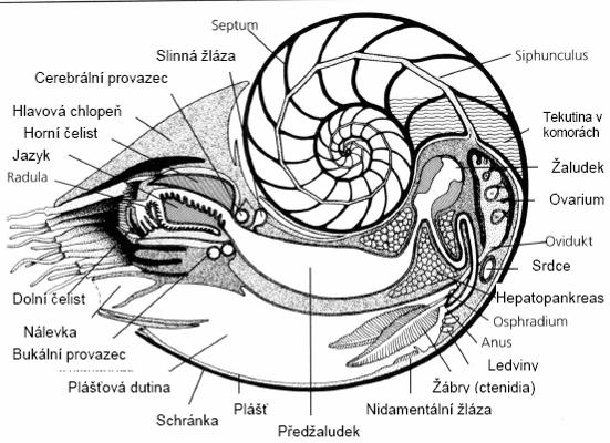 prochází sifo nemají chromatofory a inkoustovou žlázu oči bez čočky Nautilus pompilius