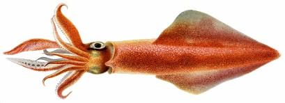 charakteristika Cephalopoda Coleoidea Coleoidea - dvoužábří mořští, od sublitorálu po hlubiny schránka skryta uvnitř těla, více či méně redukovaná