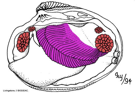 charakteristika Mollusca - měkkýši tělo tvoří tři oddíly: hlava noha útrobní vak noha