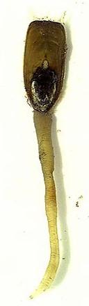 charakteristika Brachiozoa Linguliformea, Craniiformea Brachiopoda - ramenonožci Linguliformea - jazovky protažené a slabě