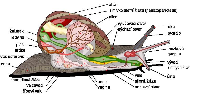 stavba těla Lophotrochozoa