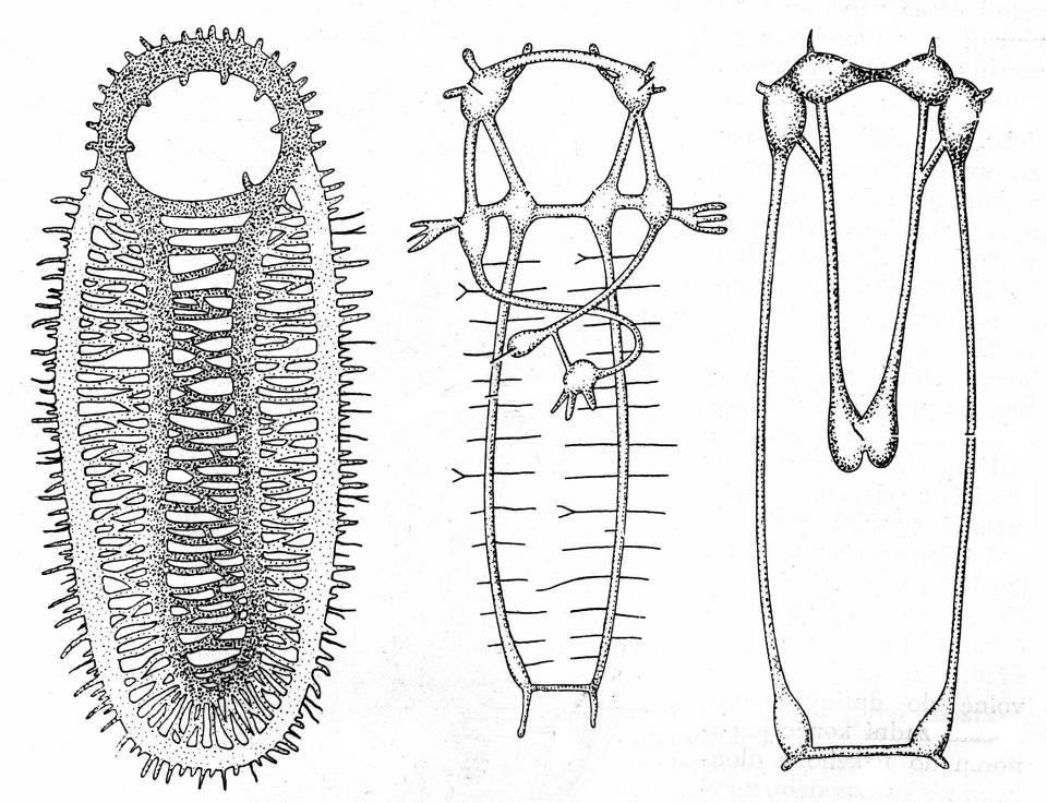 první měkkýši plži mlži nervová soustava Lophotrochozoa Mollusca Mollusca - měkkýši NS: gangliová u prvních měkkýšů ganglia a prstence jen v hlavové části u plžů 5 párů ganglií cerebrální (hlava),