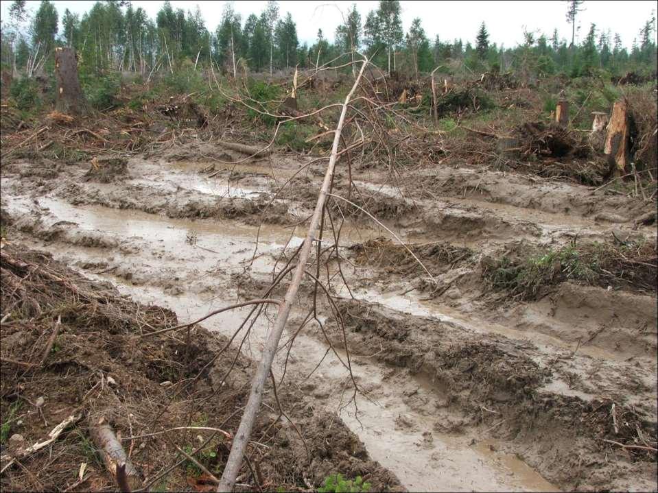 Kalamitné holiny Obnova lesných spoločenstiev postihnutých prírodnými pohromami vyžaduje výrazne iný prístup ako je pri bežnej umelej obnove lesa - v dôsledku výrazných rýchlych a radikálnych zmien