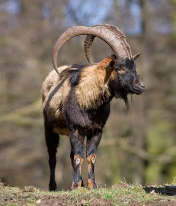 Koza bezoárová Koza bezoárová je aklimatizovaným druhem zvěře, který byl vysazen do obory Pálava v roce 1953.