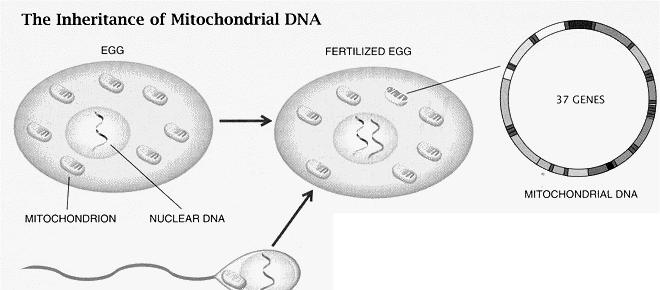 Mitochondriální DNA (mtdna) lov ka maternální d di nost výrazn zmenší po et studovaných p íbuzných sou ástí mitochondrií kruhová molekula DNA o pr m rné velikosti 16 569 pb, dnes známe kompletní