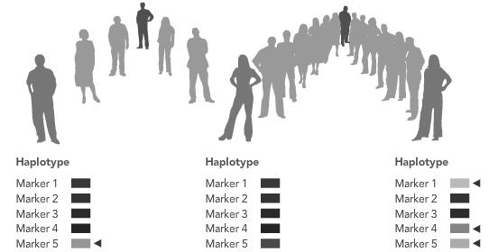 haploskupin Haplotypy x haploskupiny Haplotypy x haploskupiny Lze si to p iblížit na analogii se zna kou aut: na sv t existuje mnoho automobilek Škoda,