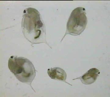 Daphnia