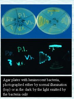 Mikrobiální ekotoxikologické biotesty (3) Bakteriální testy