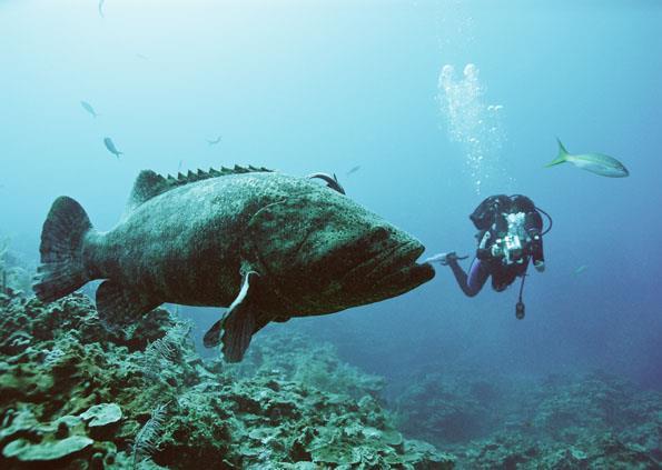 Největší zdejší atrakcí jsou bezesporu karibští žraloci, dosahující