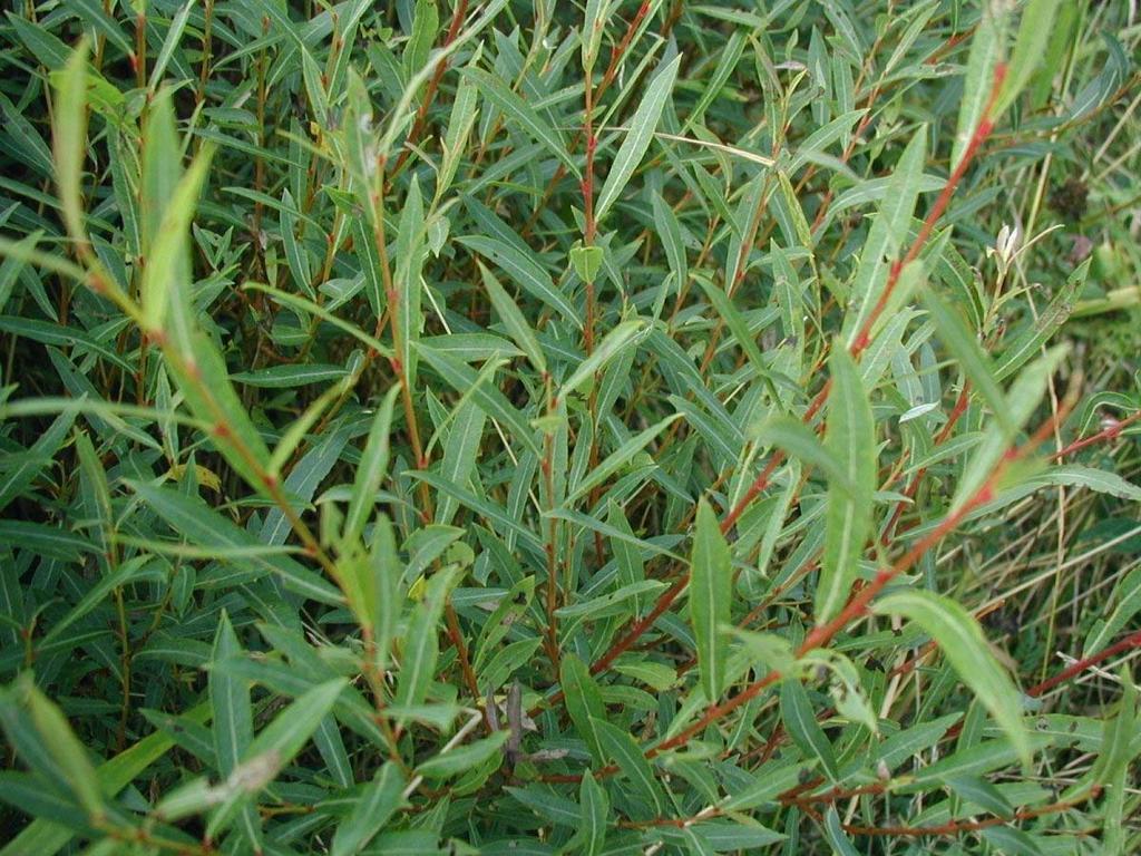 Salix purpurea (vrba nachová) keř se vzpřímenými větvemi listy většinou střídavé, alespoň některé však vstřícné, čepel obkopinatá, do 1,2 cm