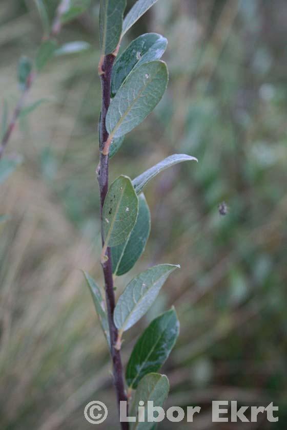 Salix repens (vrba plazivá) nízký keř (do 2 m) větve vzpřímené listy eliptické až podlouhlé