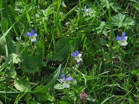 Viola tricolor (violka trojbarevná) žláznatý výrůstek při bázi bliznového otvoru, C větší než hor.