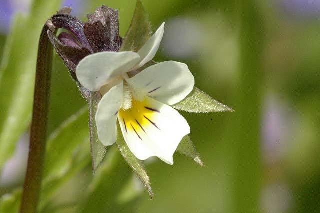 Viola arvensis (violka rolní) žláznatý výrůstek při bázi blizn.