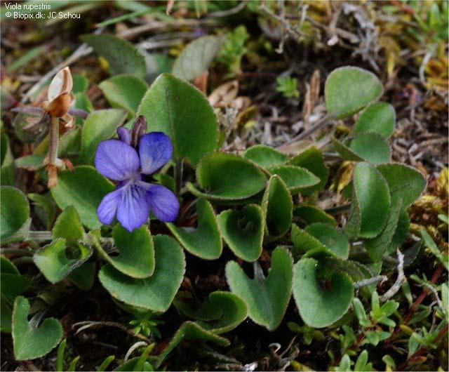 Viola rupestris (violka písečná) rostliny do 10 cm vys.