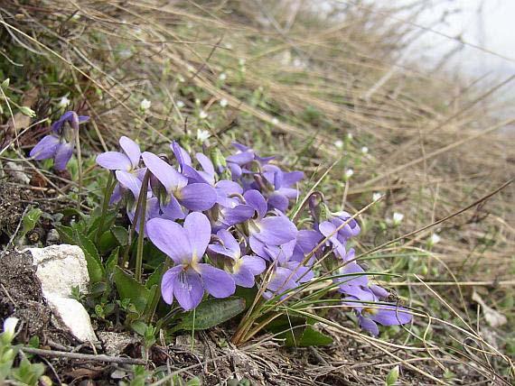 Viola ambigua (violka obojetná) bez výběžků čepel mělce srdčitá nebo náhle zúžená,