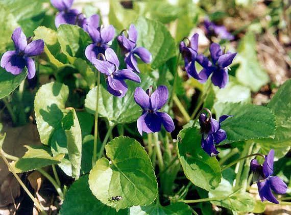Viola odorata (violka vonná) výběžky palisty