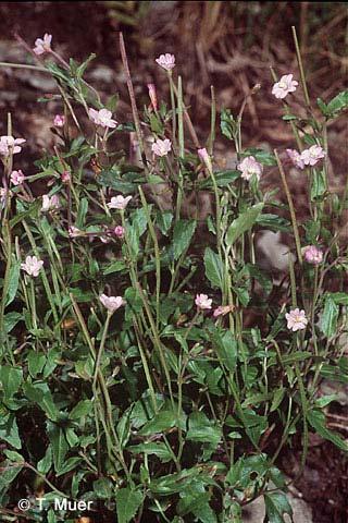 Epilobium collinum (vrbovka chlumní) lodyha přitiskle chlupatá, odspoda větvená v květenství nežláznatá C do 6 mm dl.