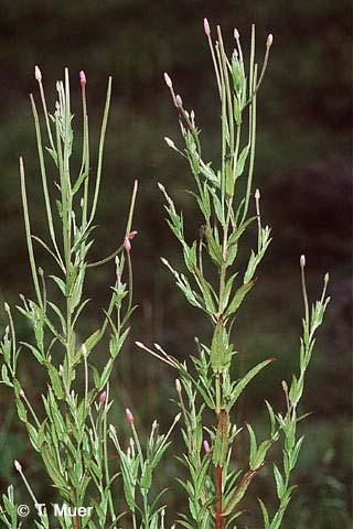 Epilobium tetragonum agg. (vrbovka čtyřhranná) hypanthium nežláznaté tobolky 6-9 cm dl. čnělka zdéli blizny listy přisedlé Epilobium tetragonum s. str. l. zelené, lesklé, až 8 cm dl.