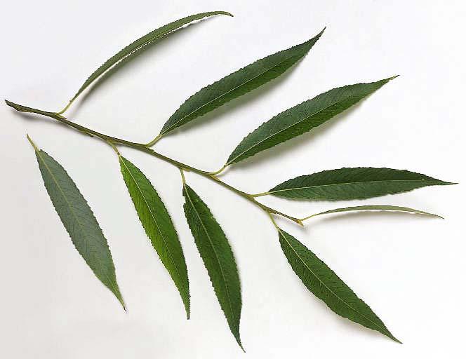 Salix fragilis (vrba křehká) strom, listy kopinaté, 7-10 cm dl., 1,5-2 cm šir.