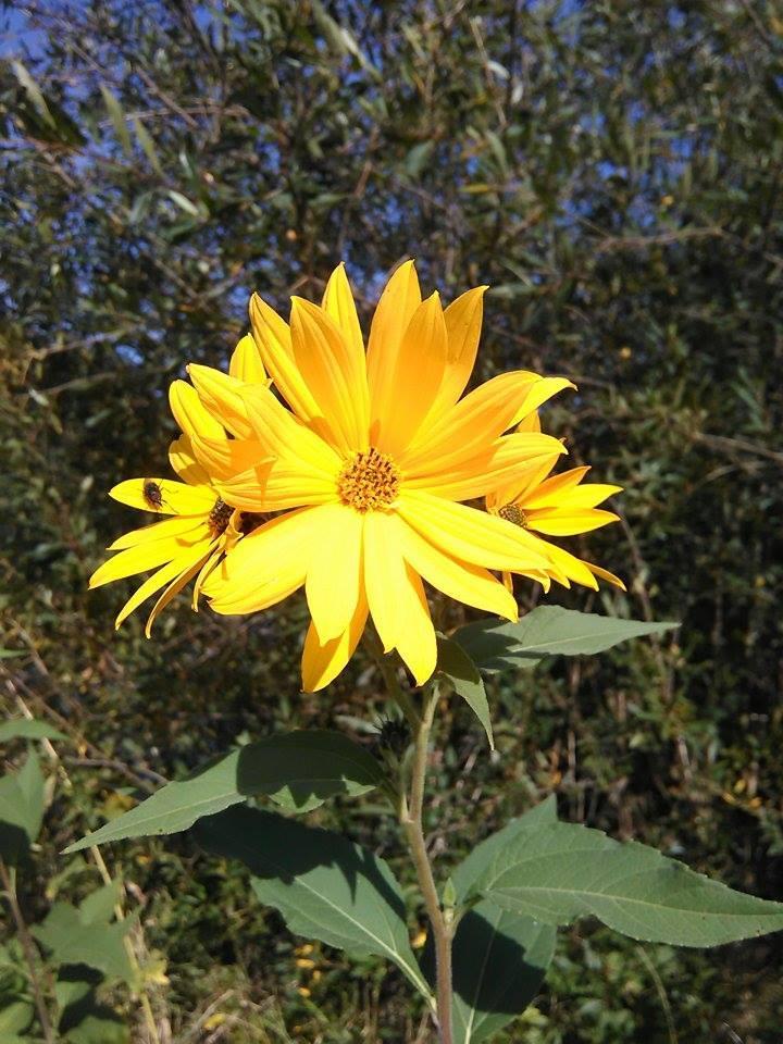 Slnečnica hľuznatá (Helianthus tuberosus) Je to trváca zelená až šedozelená bylina, s výškou 60-250 cm. Nazýva sa ako topinambur.