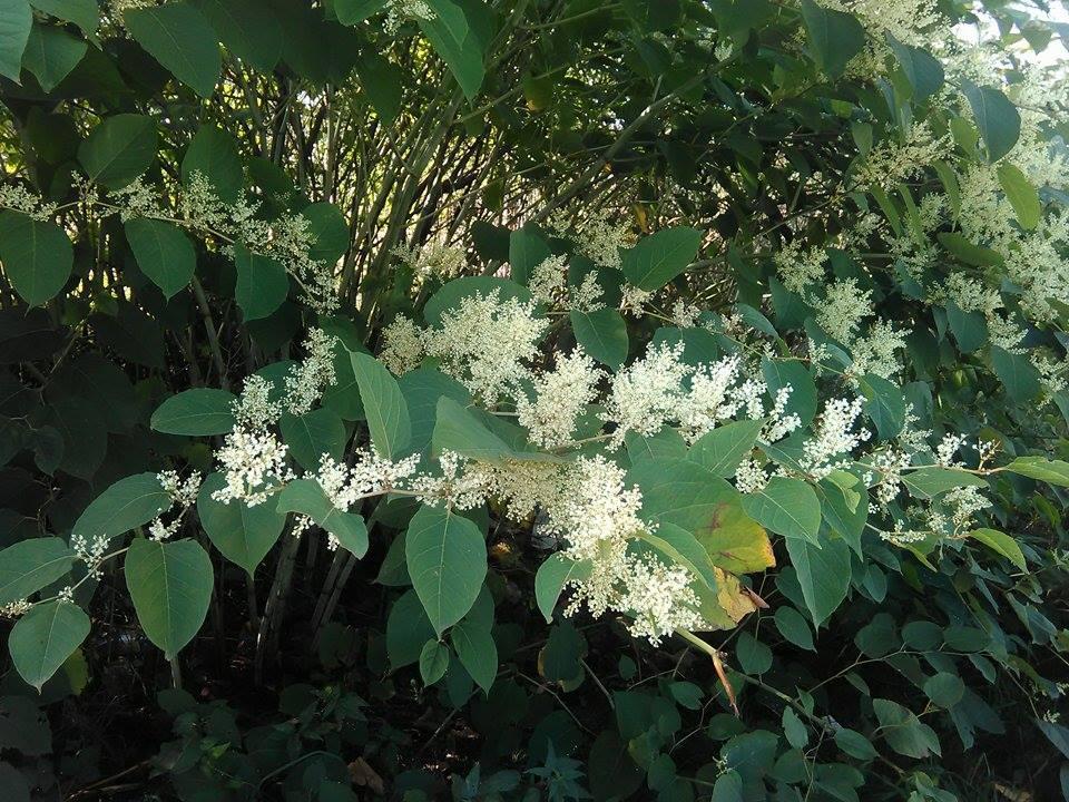 Pohánkovec japonský (Fallopia japonica) Je to trváca, dvojdomá rastlina s výškou viac ako 1 m. Pochádza z východnej Ázie.