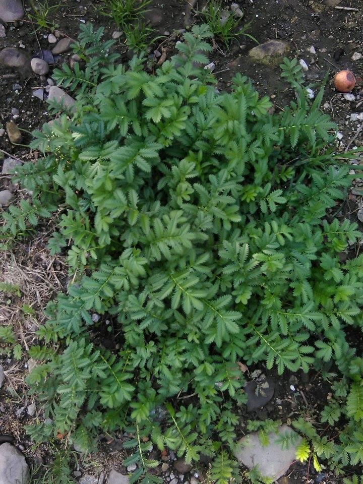 Nátržník husí (Potentila anserina) Ľudový názov: husia nôžka, husie mydlo. Trváca bylina, ktorá kvitne od mája do augusta.