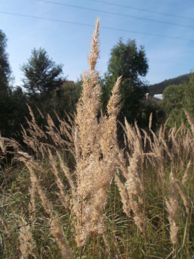 Smlz kroviskový (Calamagrostis epigejos) Trváca bylina, ktorá rastie do výšky 0,60 1, 50 m. Kvitne v júni auguste. Osídľuje riedke lesy, rúbaniská, polomy, zanedbané pasienky.