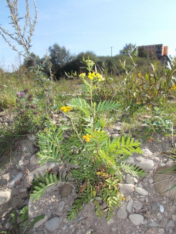 Vratič obyčajný (Tanacetum vulgare) Trváca rastlina, dorastá do výšky 1,7 m. Pochádza zo Severnej Ameriky.