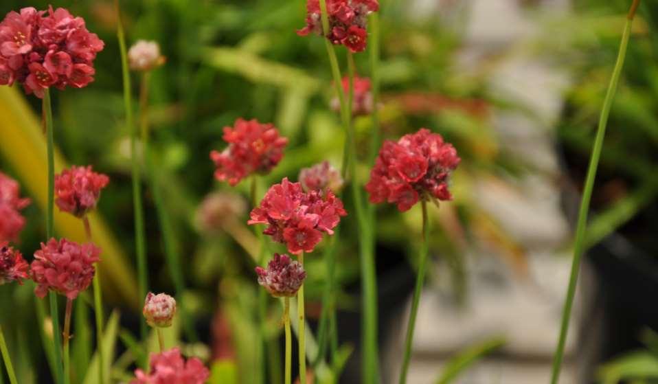 Armeria