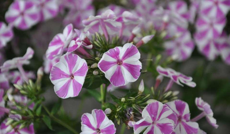 Phlox paniculata