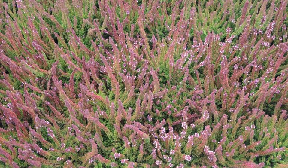 Calluna