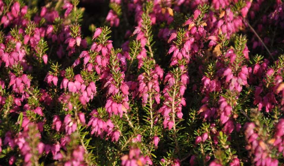 Erica carnea