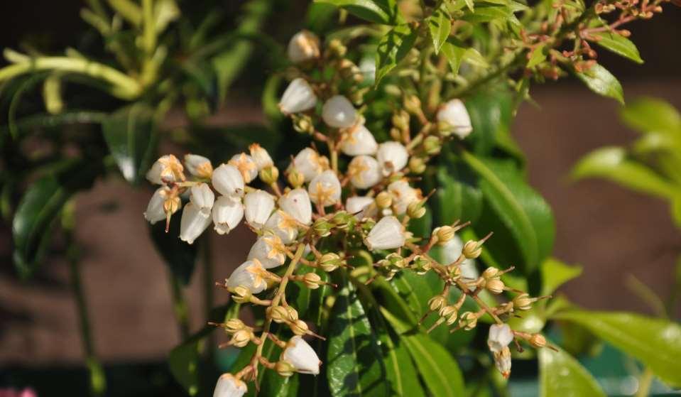 Pieris