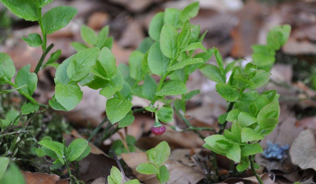 Vaccinium