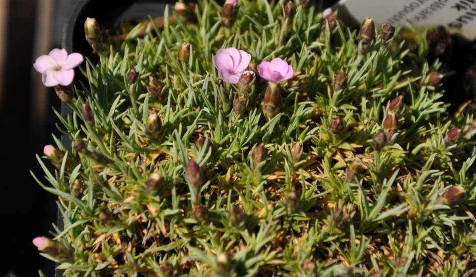 Dianthus