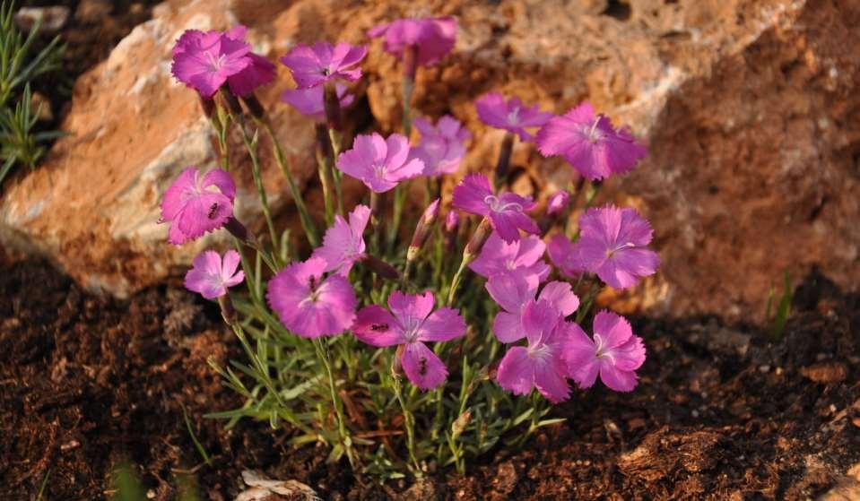 Dianthus