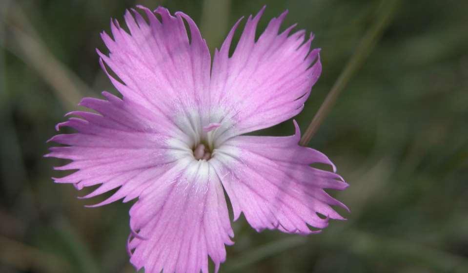 Dianthus moravicus Moravský Krumlov