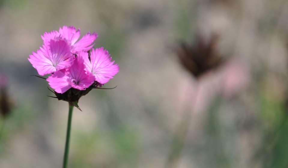 Dianthus