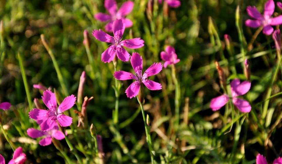 Dianthus